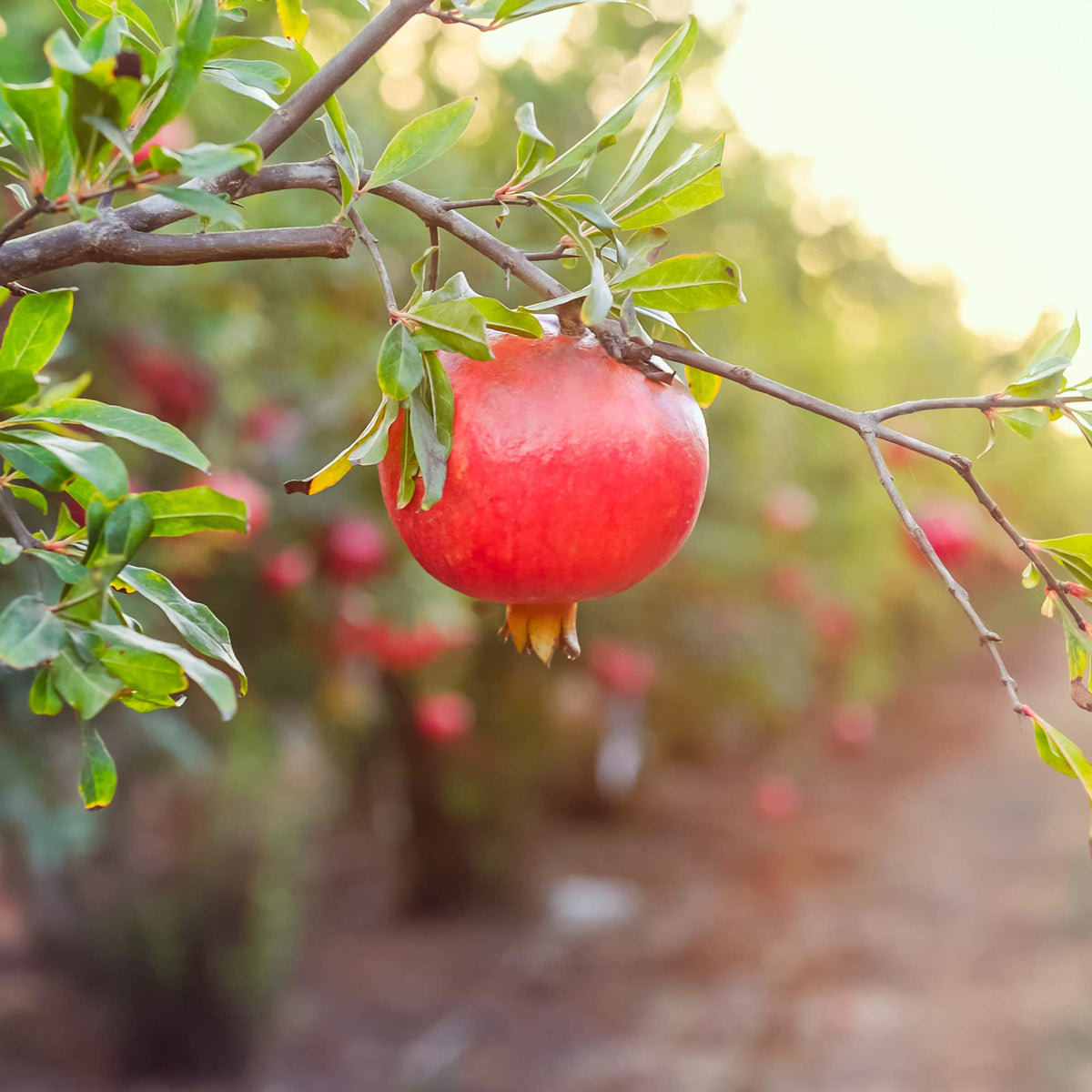 PERFECT PLANTS Wonderful Pomegranate fruit ready for harvest in late summer.