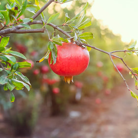 PERFECT PLANTS Wonderful Pomegranate fruit ready for harvest in late summer.