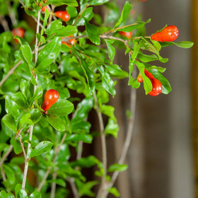 PERFECT PLANTS Wonderful Pomegranate ornamental tree as a focal point.