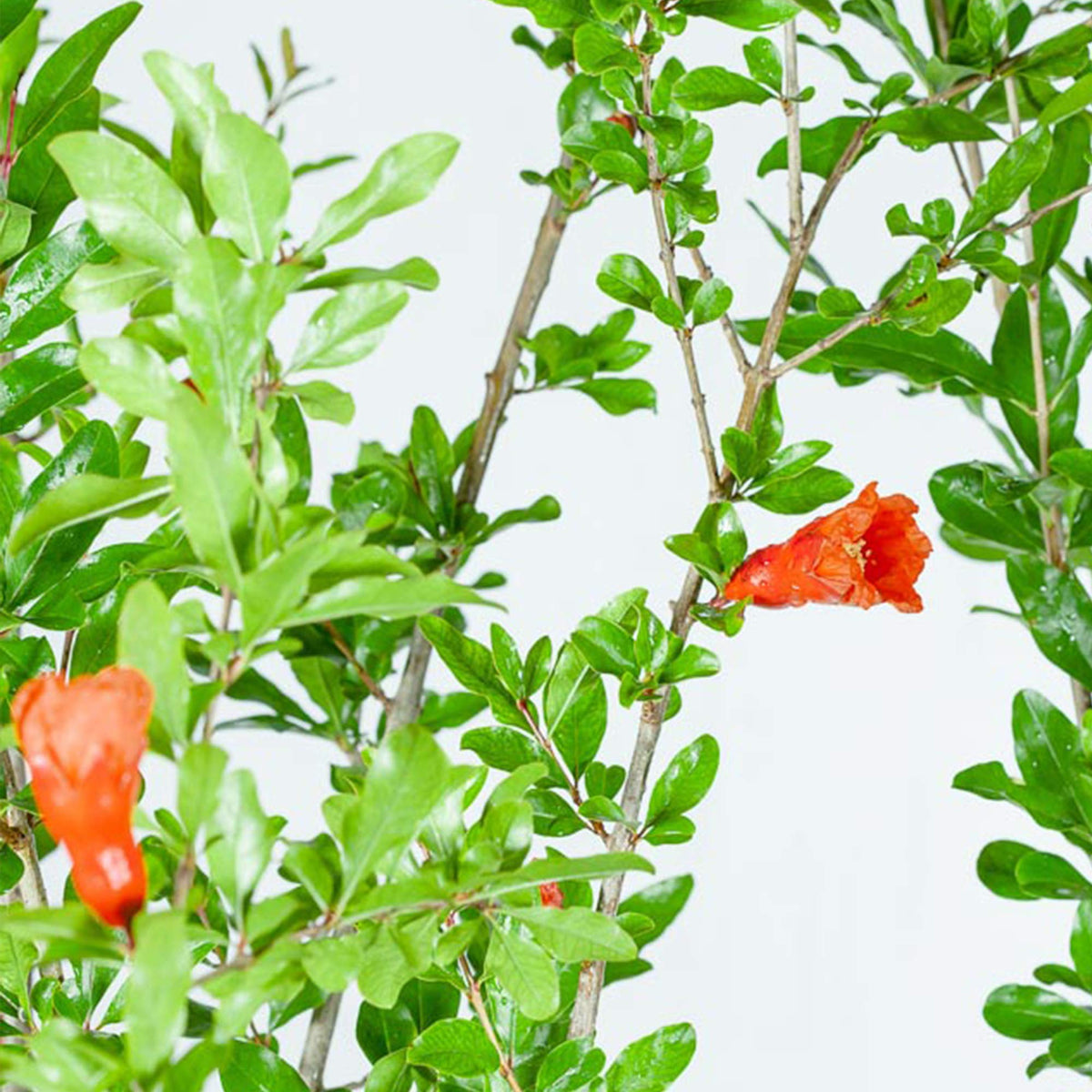 PERFECT PLANTS Wonderful Pomegranate leaves close-up showing glossy foliage.