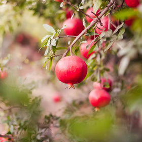 PERFECT PLANTS Wonderful Pomegranate sturdy trunk in warm garden setting.