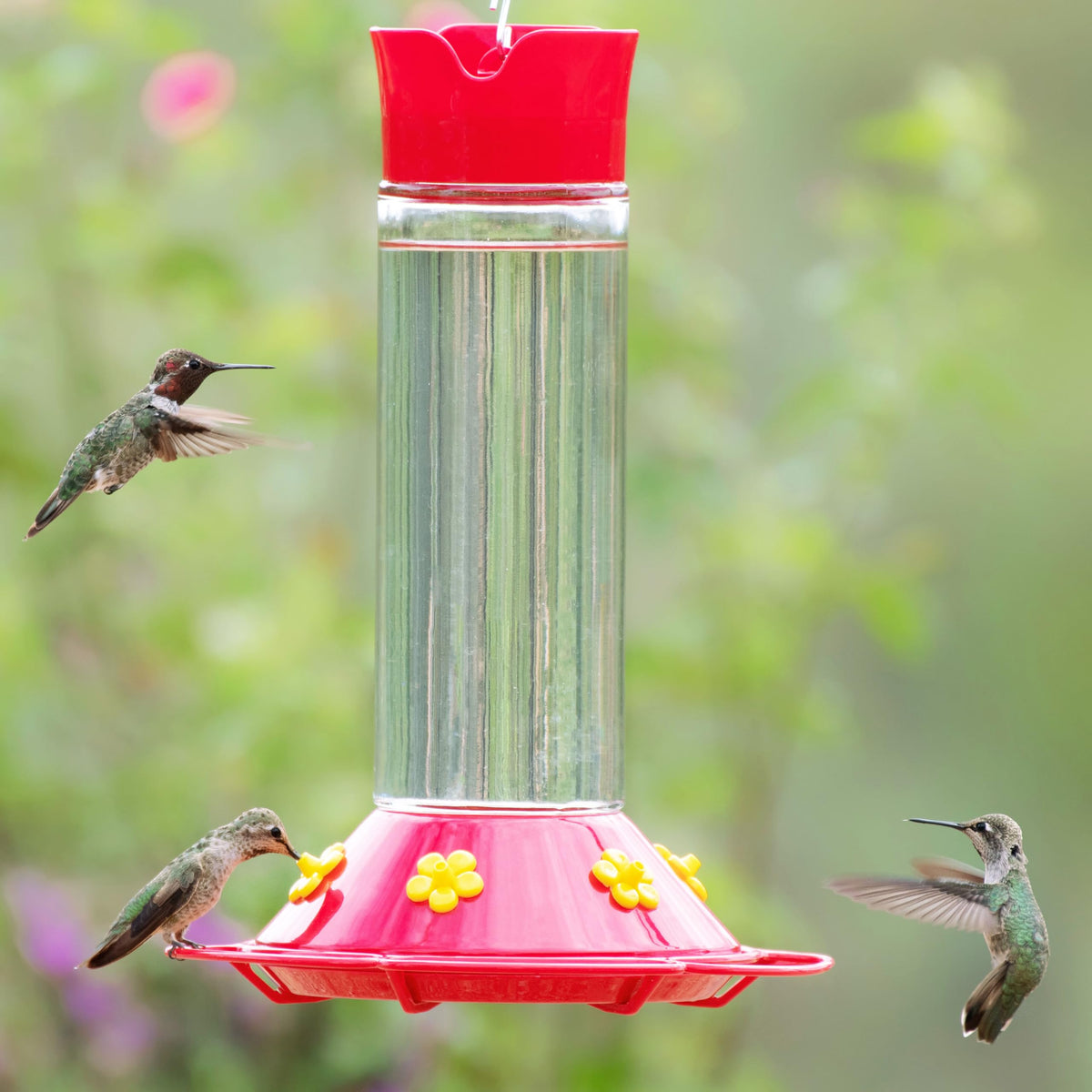 Perky-Pet 209B-1SR ant-moat lid helping deter nectar raiders around the feeder.