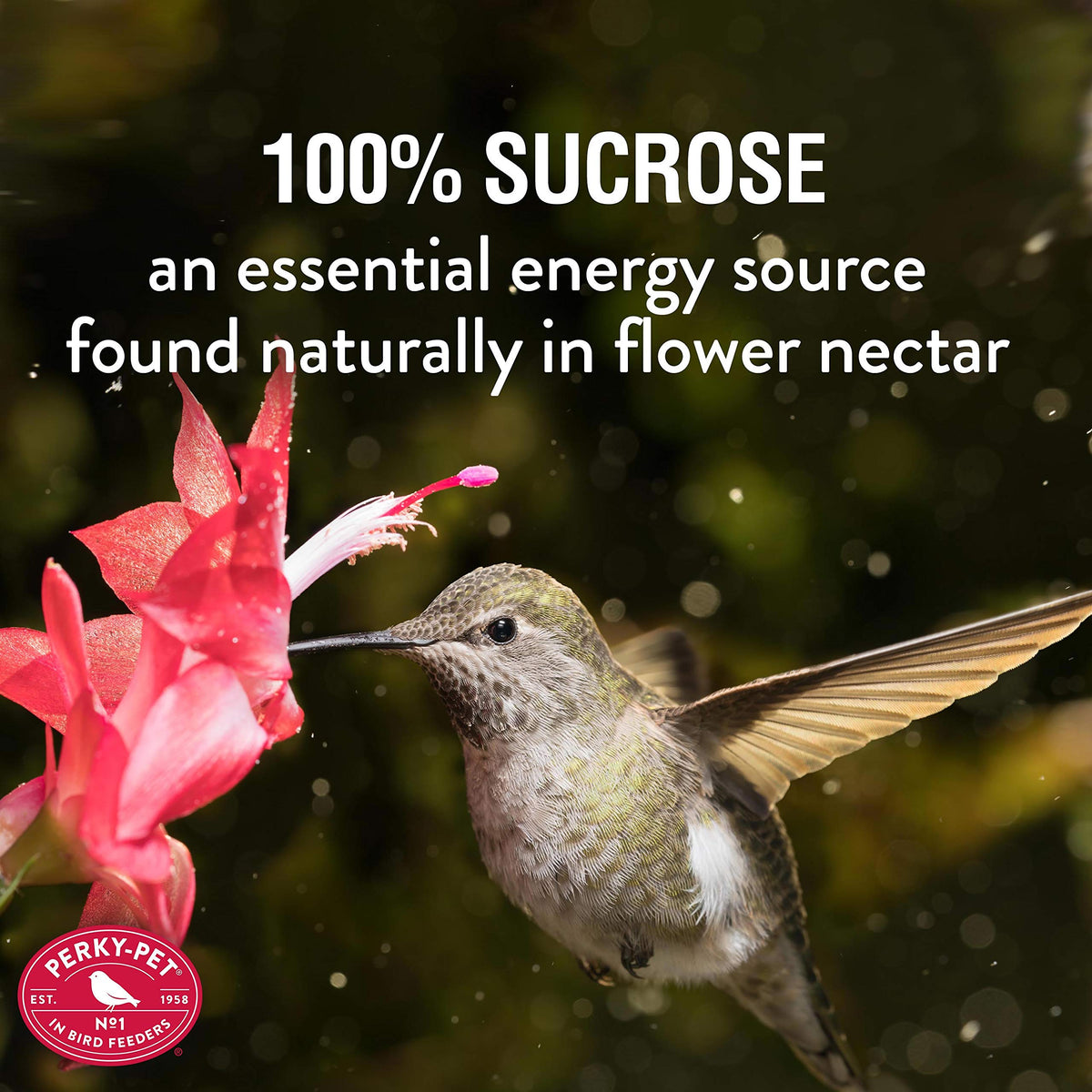 Liquid nectar bottle with easy mixing for backyard hummingbirds.