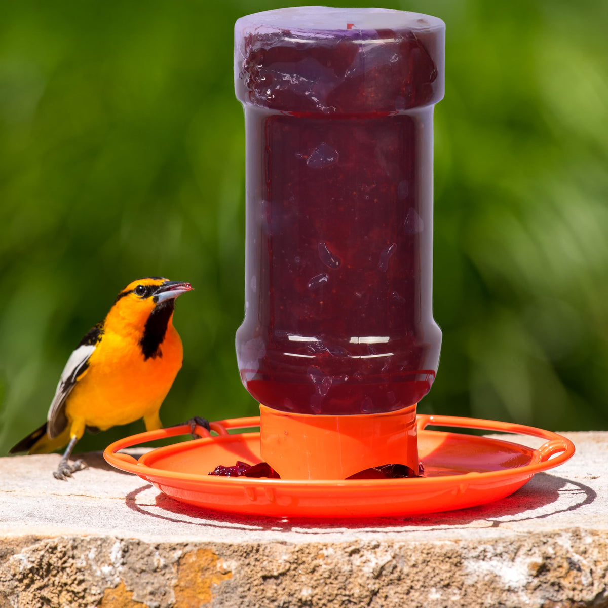 Perky-Pet 253 weather resistant jelly feeder ready for outdoor use