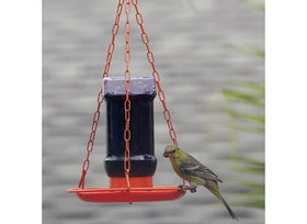 Perky-Pet Jelly Feeder Oriole during jelly loading, demonstrating ease