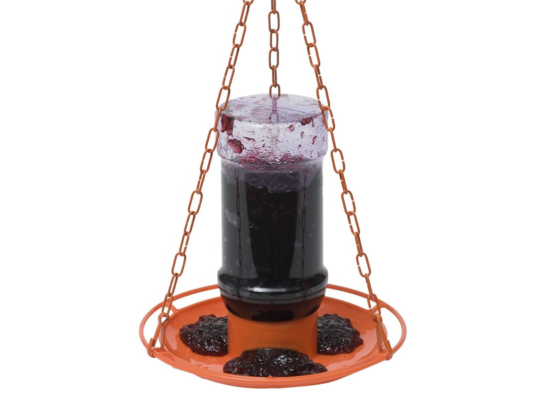 Close-up of Perky-Pet Jelly Feeder Oriole during jelly refill