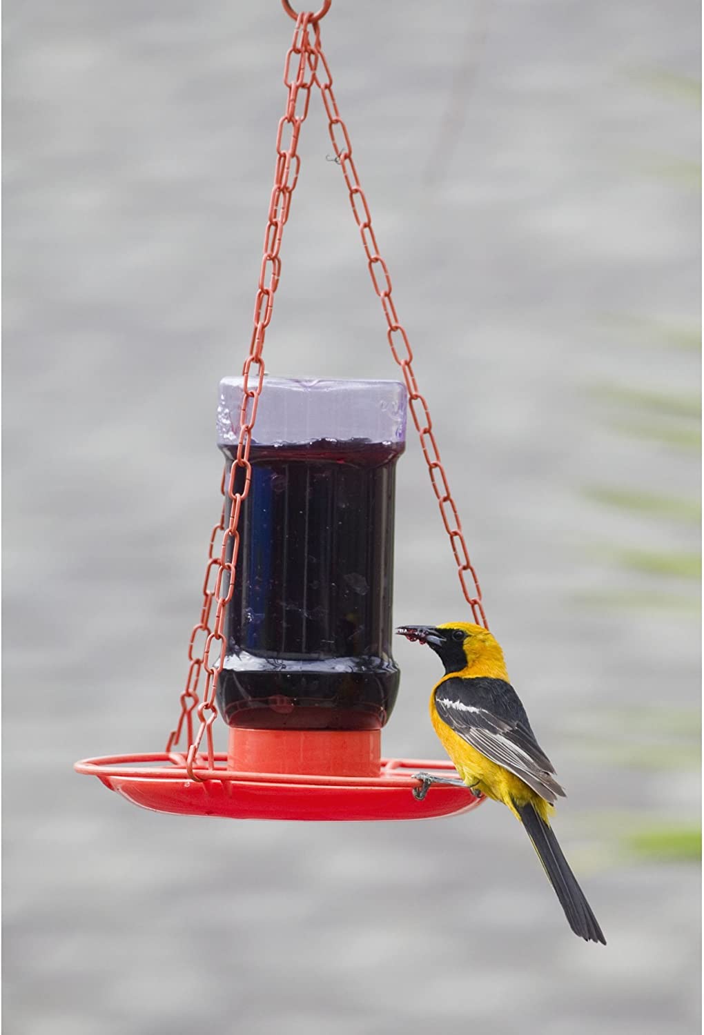 Compact 32 oz Perky-Pet feeder ideal for small yards