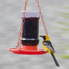 Perky-Pet Oriole feeder tray close up with wraparound perch for multiple birds
