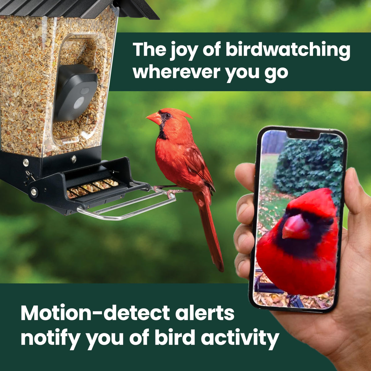 Perky-Pet solar feeder camera live stream view for shared birding