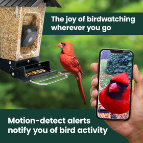 Perky-Pet solar feeder camera live stream view for shared birding