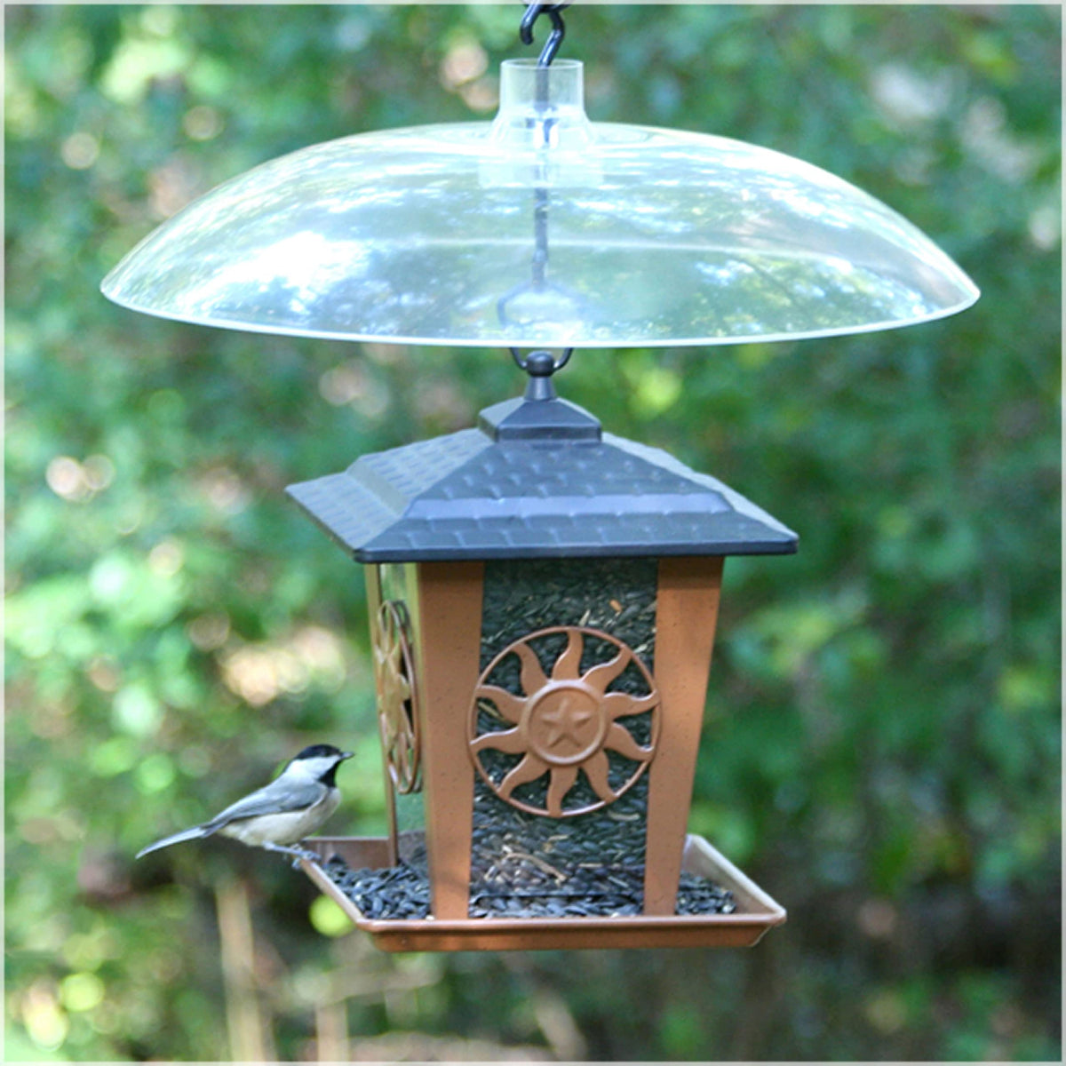 Perky-Pet squirrel baffler hanging setup shows clear visibility for birds and rain protection
