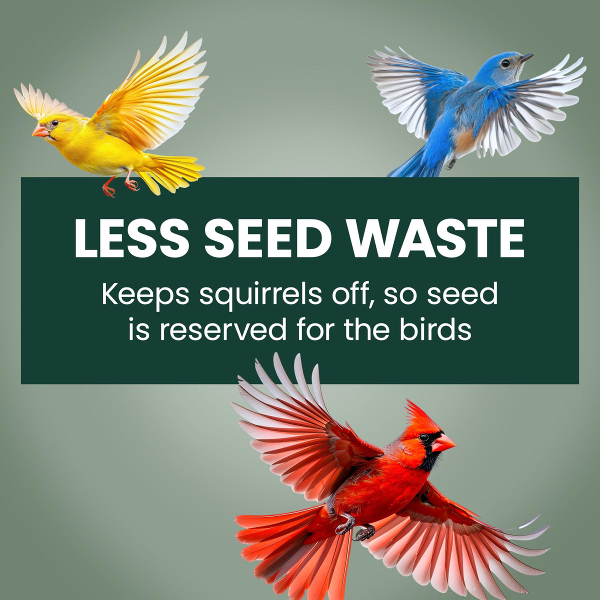 Perky-Pet Squirrel-Be-Gone 2 lb capacity supports longer backyard bird visits.