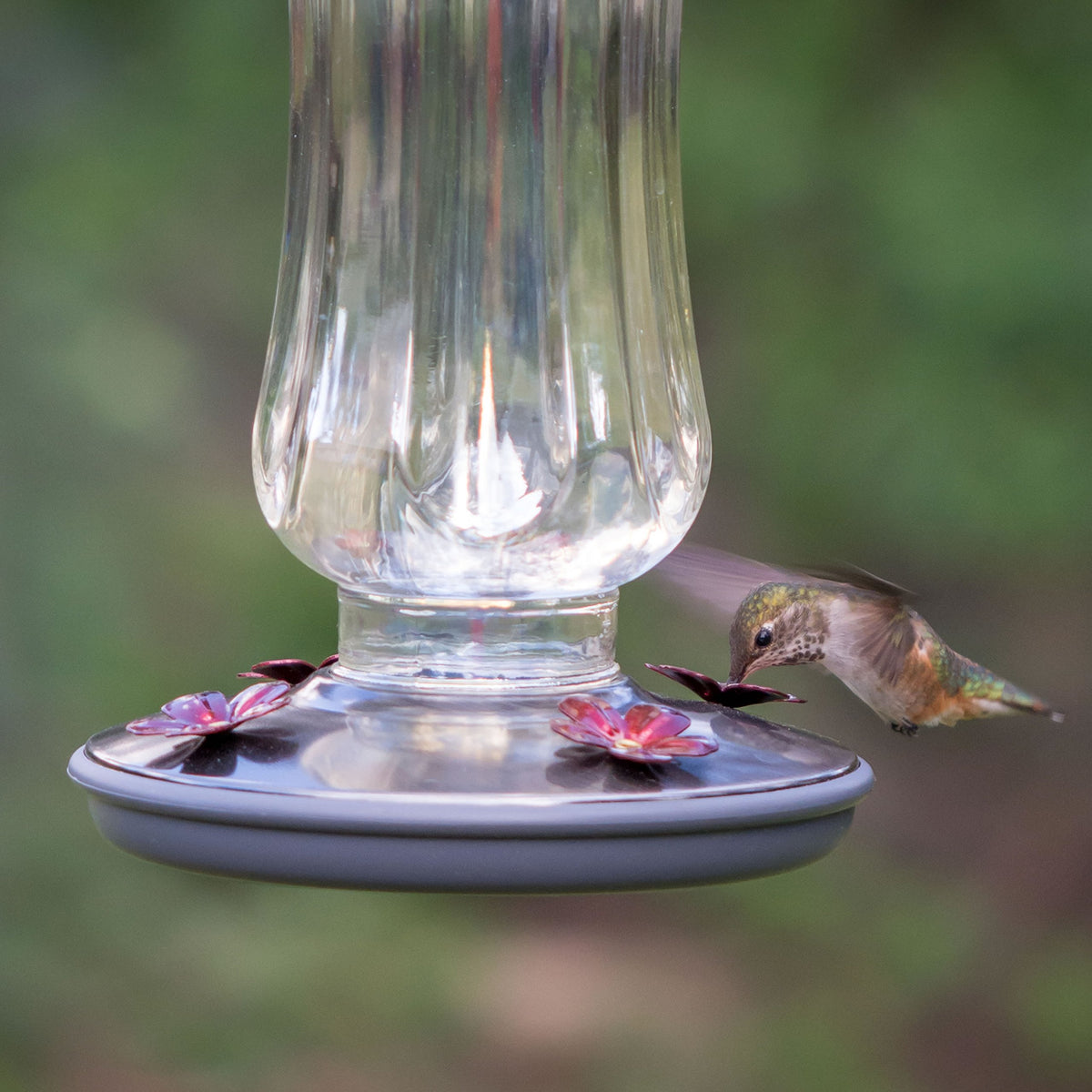 Brushed-nickel lid and hanging loop on the Starglow feeder.