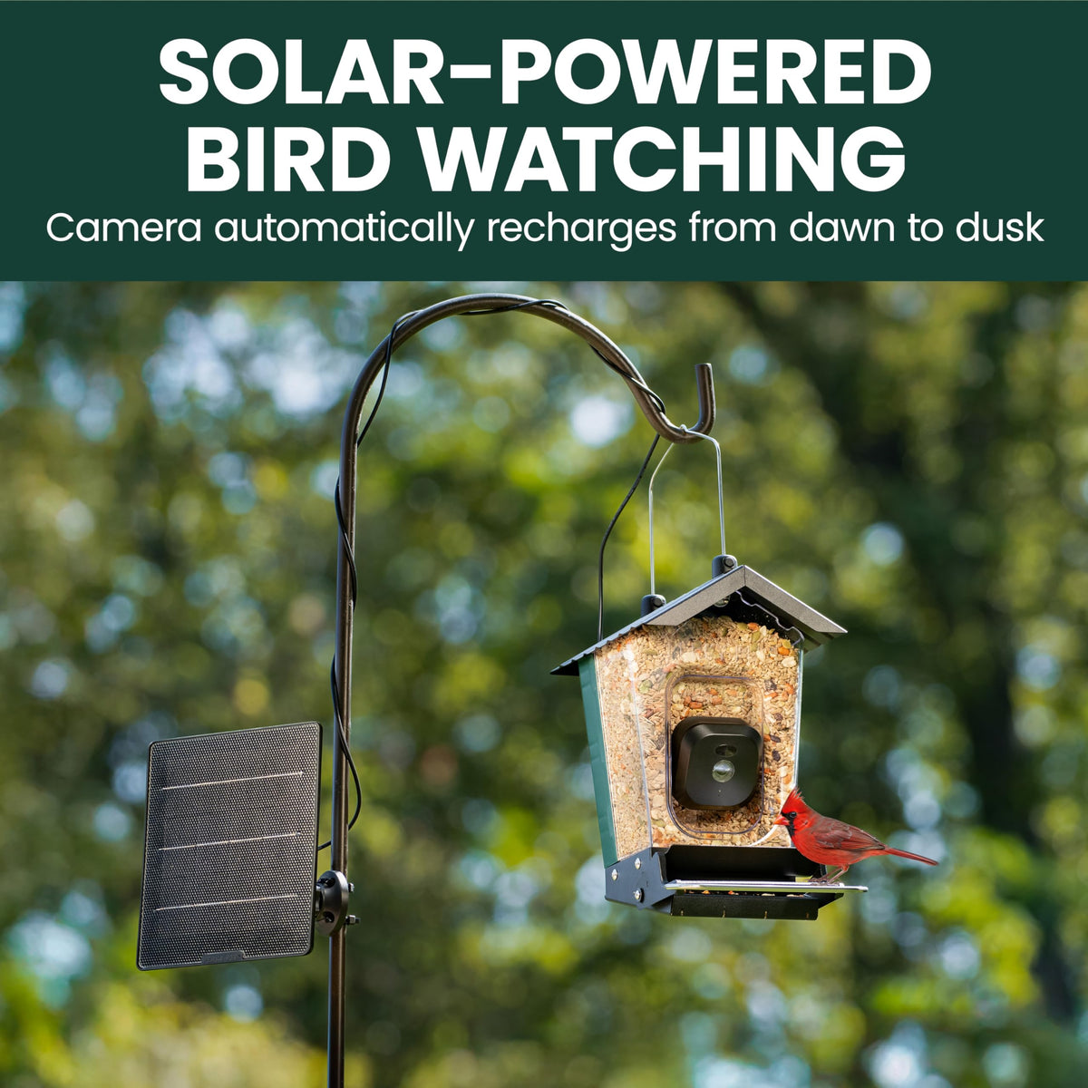 Feeder camera with WiFi live stream interface for alerts and viewing