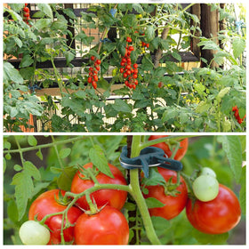 PERSZEN garden trellis clip in use supporting climbing plants