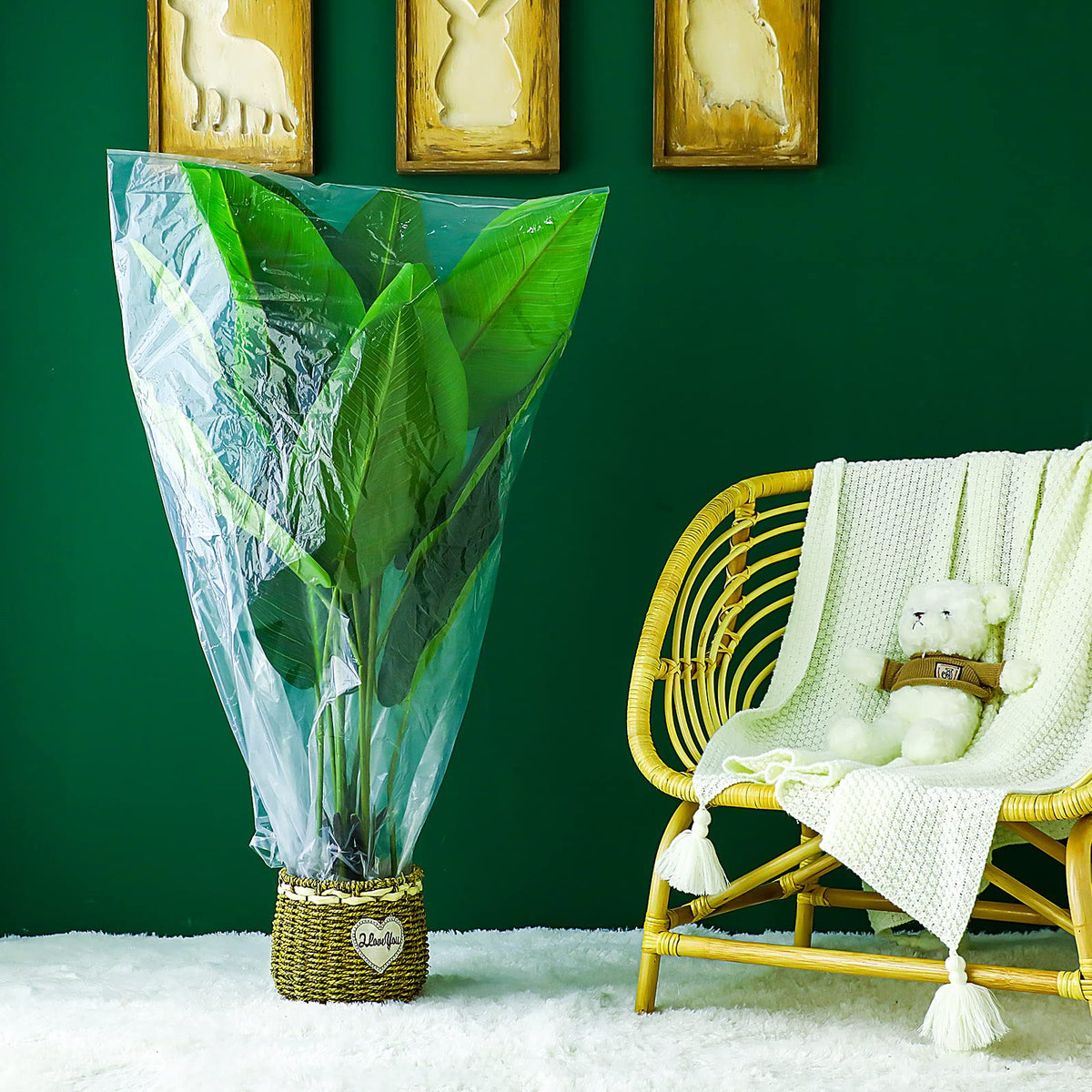 Perthlin transparent film used for plant cover illustrating greenhouse light transmission
