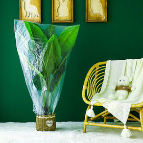 Perthlin transparent film used for plant cover illustrating greenhouse light transmission