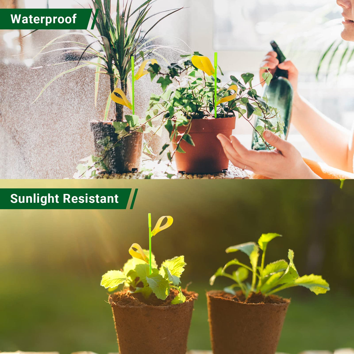 PESTCON gnat catcher for whiteflies improves indoor plant health with odorless design