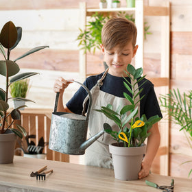 Pestcon gnat traps in use around herbs and vegetables