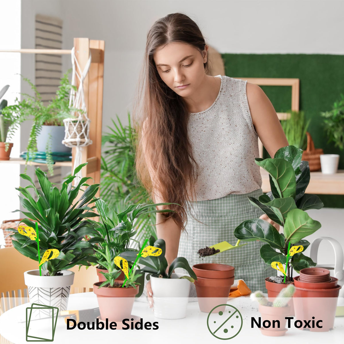 Pestcon traps in an indoor garden keep houseplants pest-free