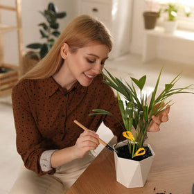 PESTCON indoor-outdoor plant pest traps usable in kitchens and gardens