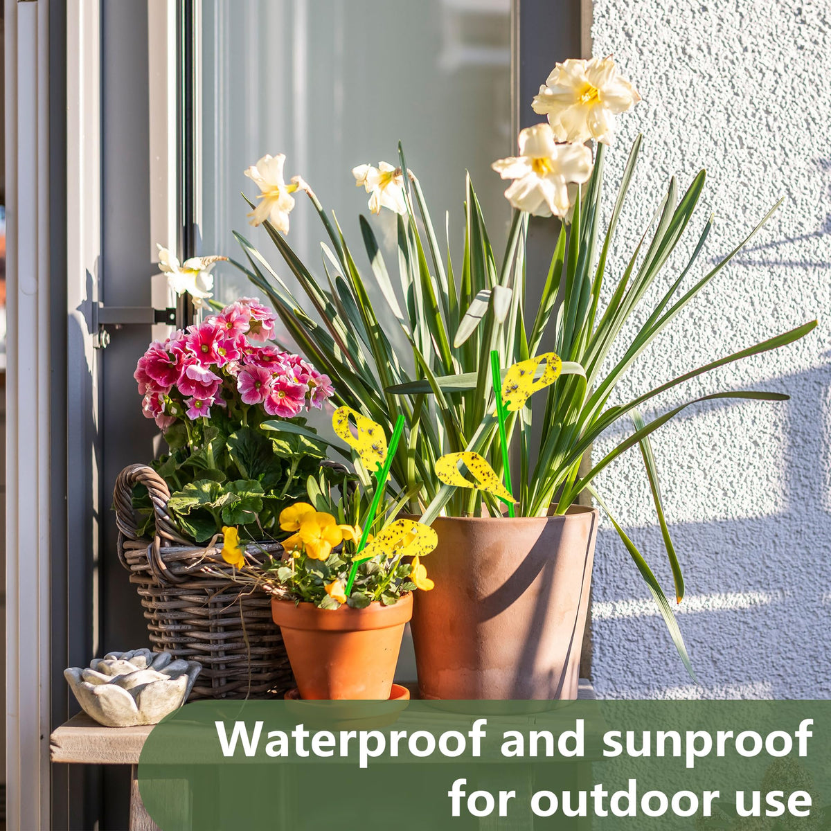 Pestcon traps outdoors help monitor pests in balcony and patio pots