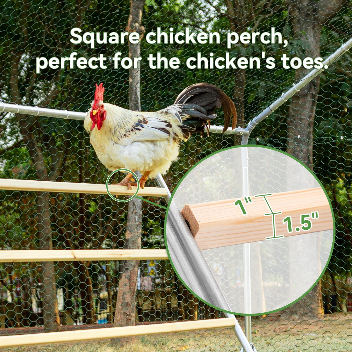Petsfit 55-inch roost provides ample space for multiple chickens