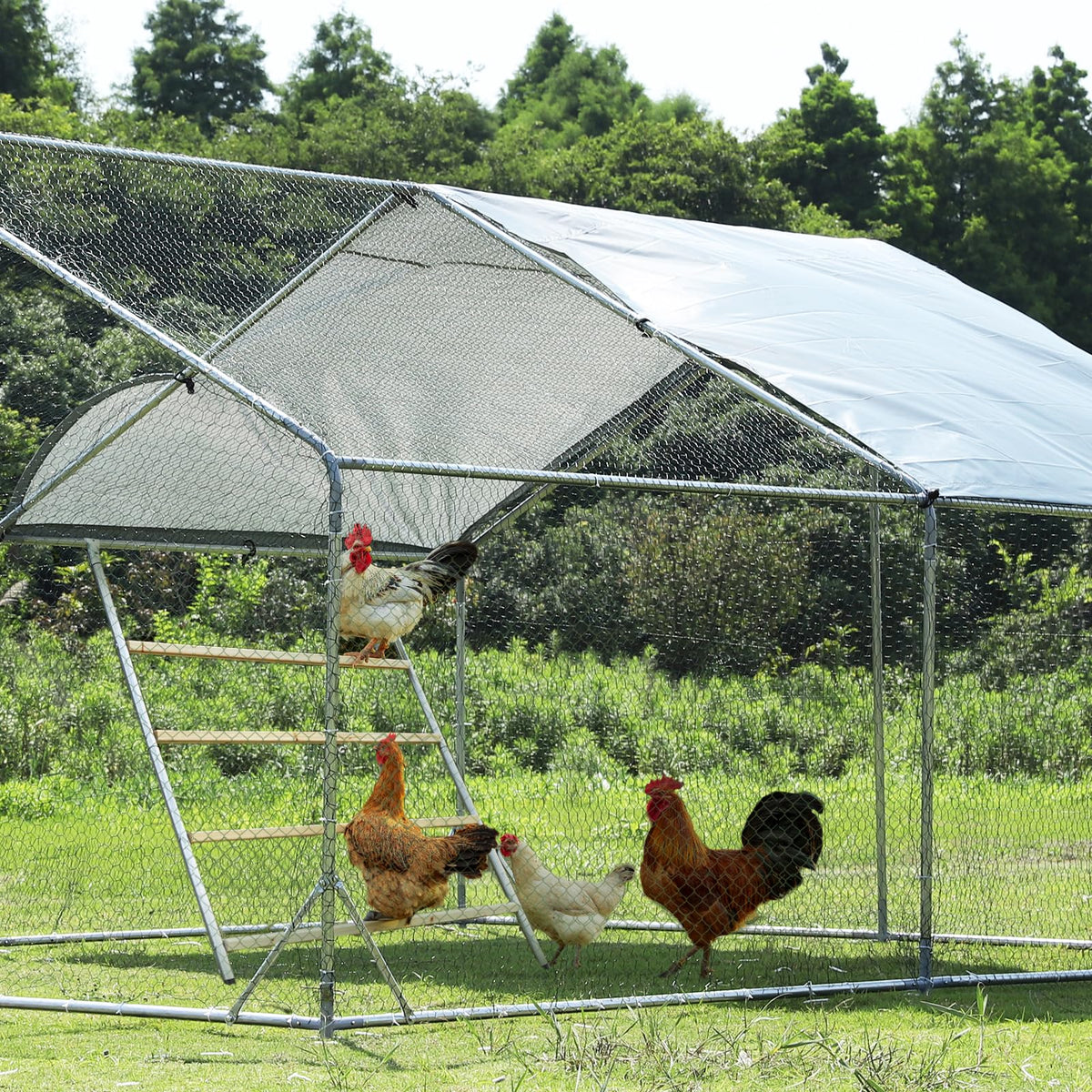 Petsfit roost doubles as a chicken toy encouraging natural roosting