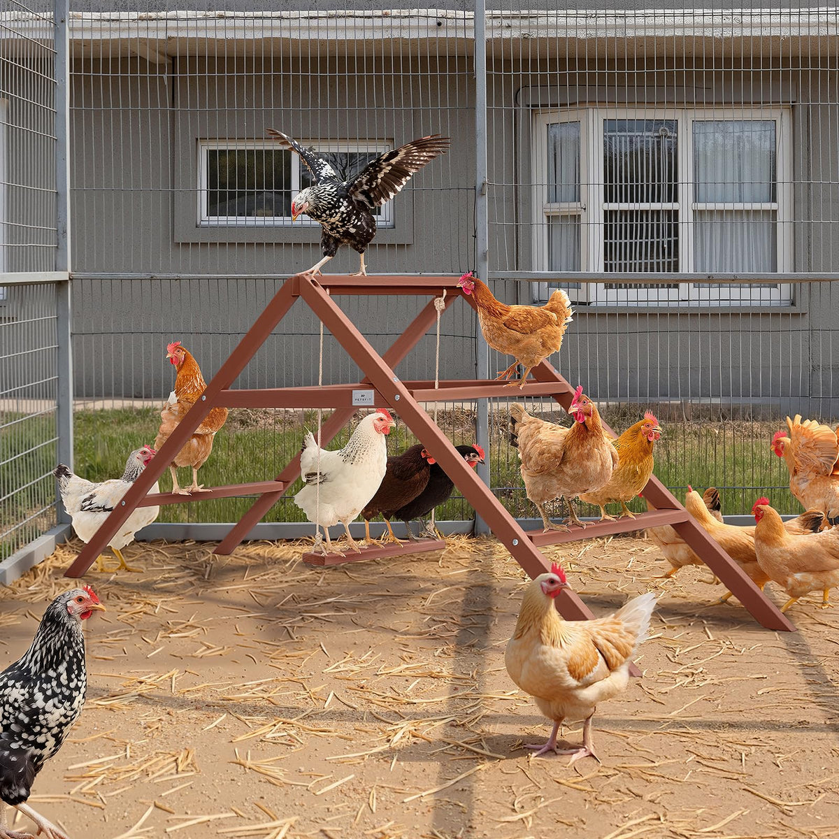 Petsfit stable perches for chickens ensure safe lounging and play time.