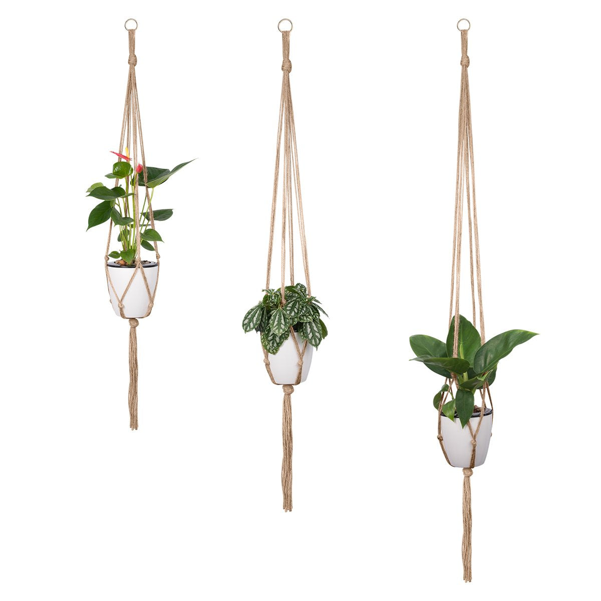 Petutu plant hanger displayed on balcony or window for bright display.