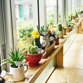 PEUTIER gift-ready wooden markers for plant lovers and gardeners.