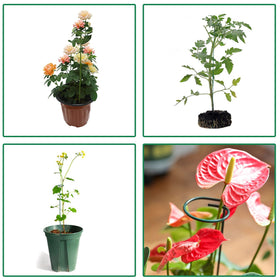 PFNRTH stem-through-hoop use case demonstrating upright growth for stems