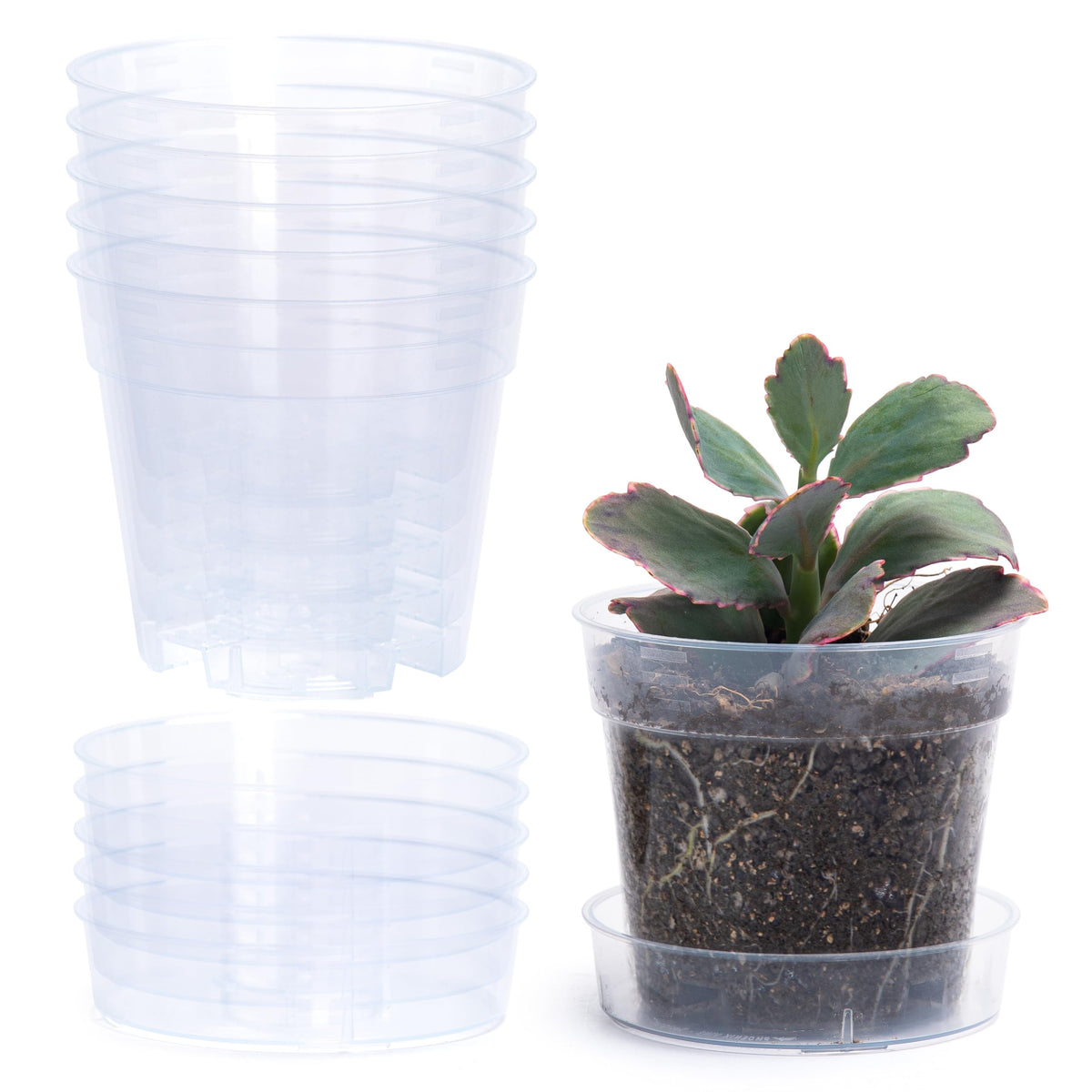 Phoenix Vine 4-inch clear pot with drainage holes for easy root moisture monitoring.