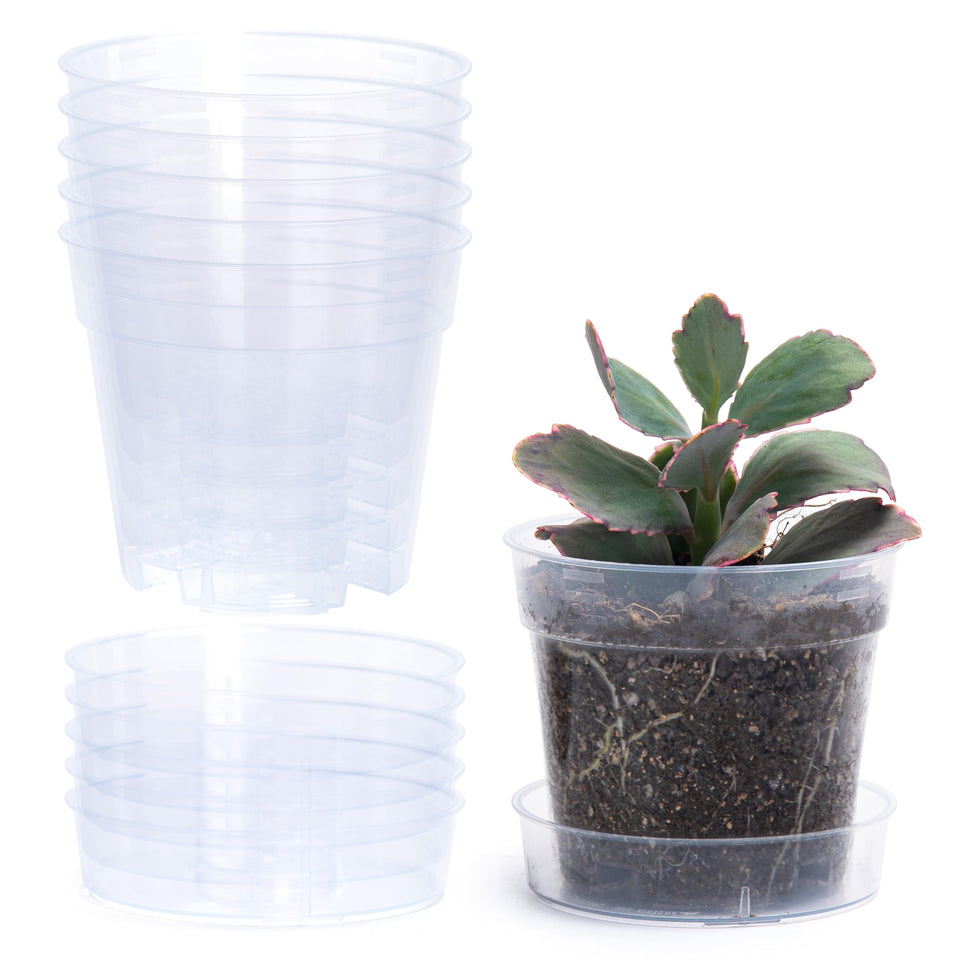 Phoenix Vine 4-inch clear pot with drainage holes for easy root moisture monitoring.