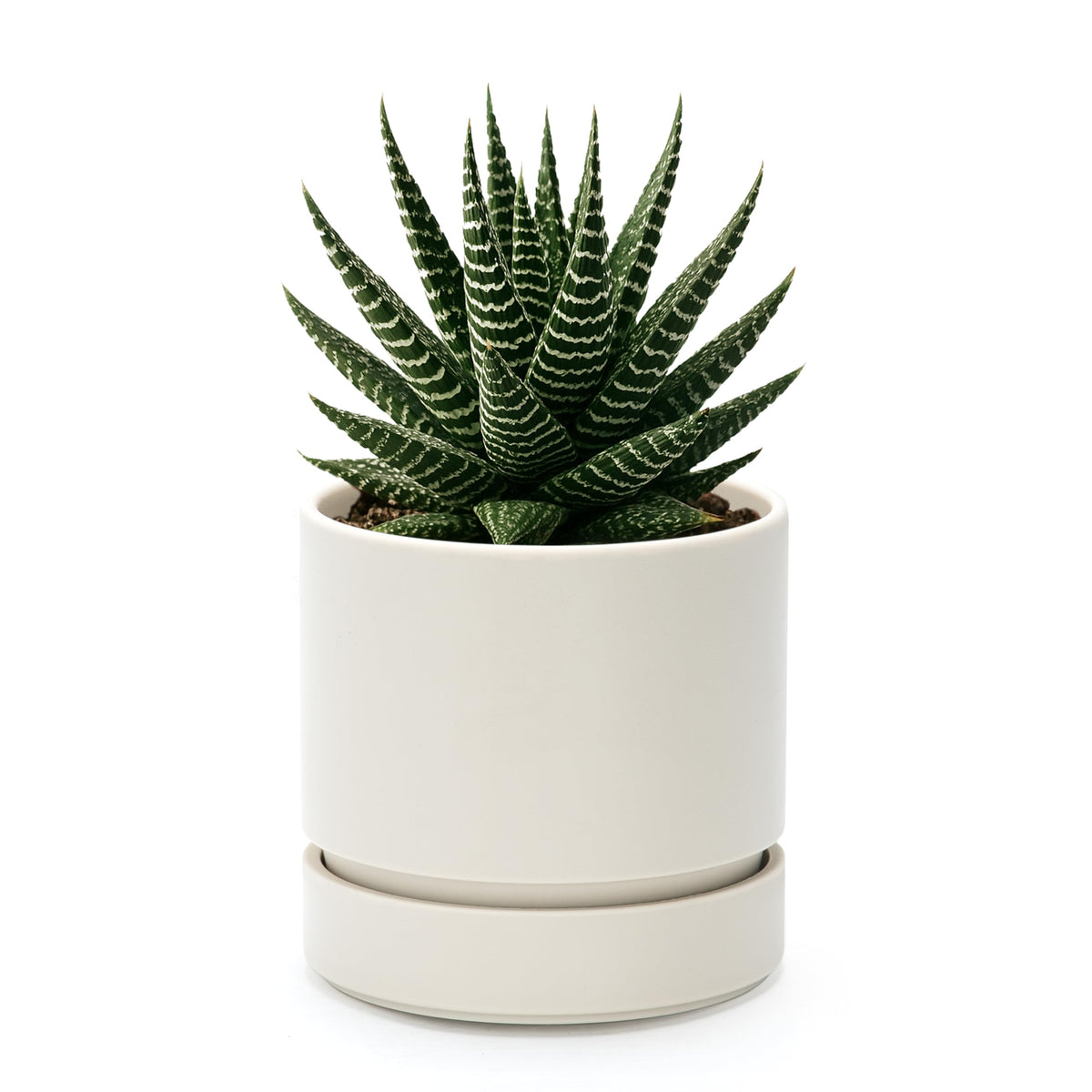 Phoenix Vine 4Inch Planter Front View, compact for small spaces.