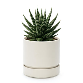 Phoenix Vine 4Inch Planter Front View, compact for small spaces.
