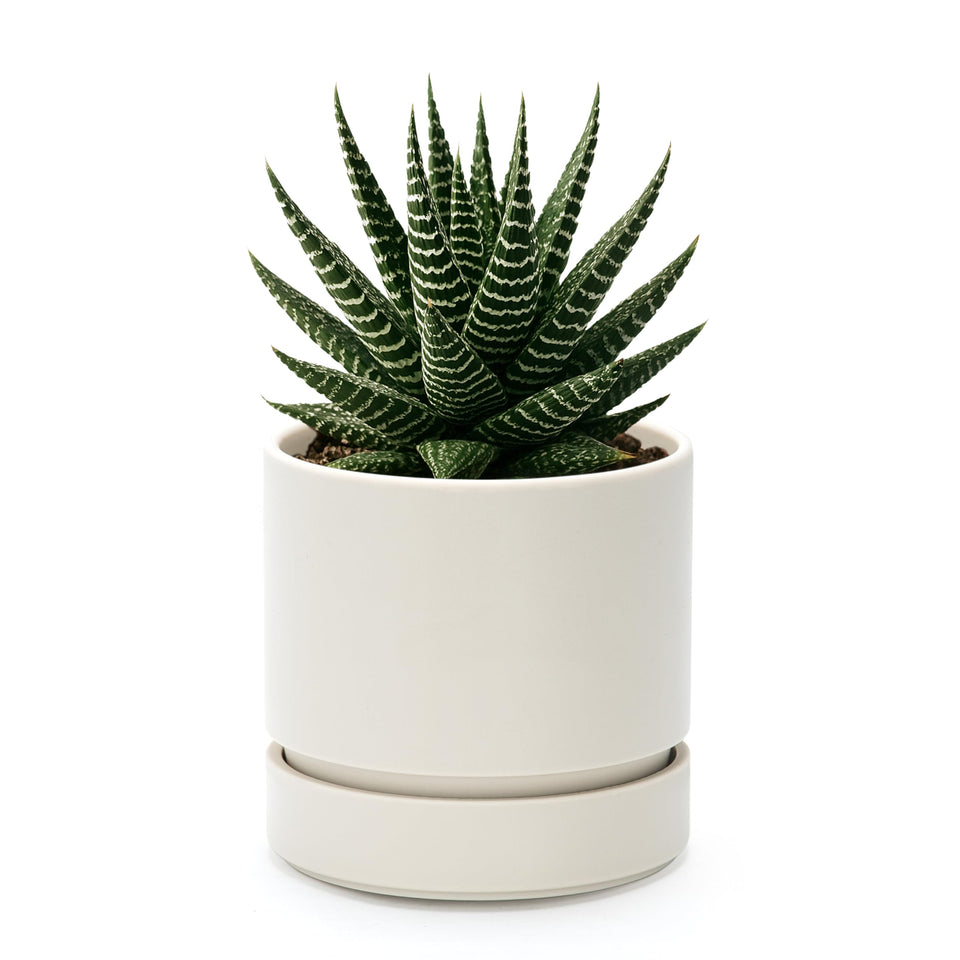 Phoenix Vine 4Inch Planter Front View, compact for small spaces.