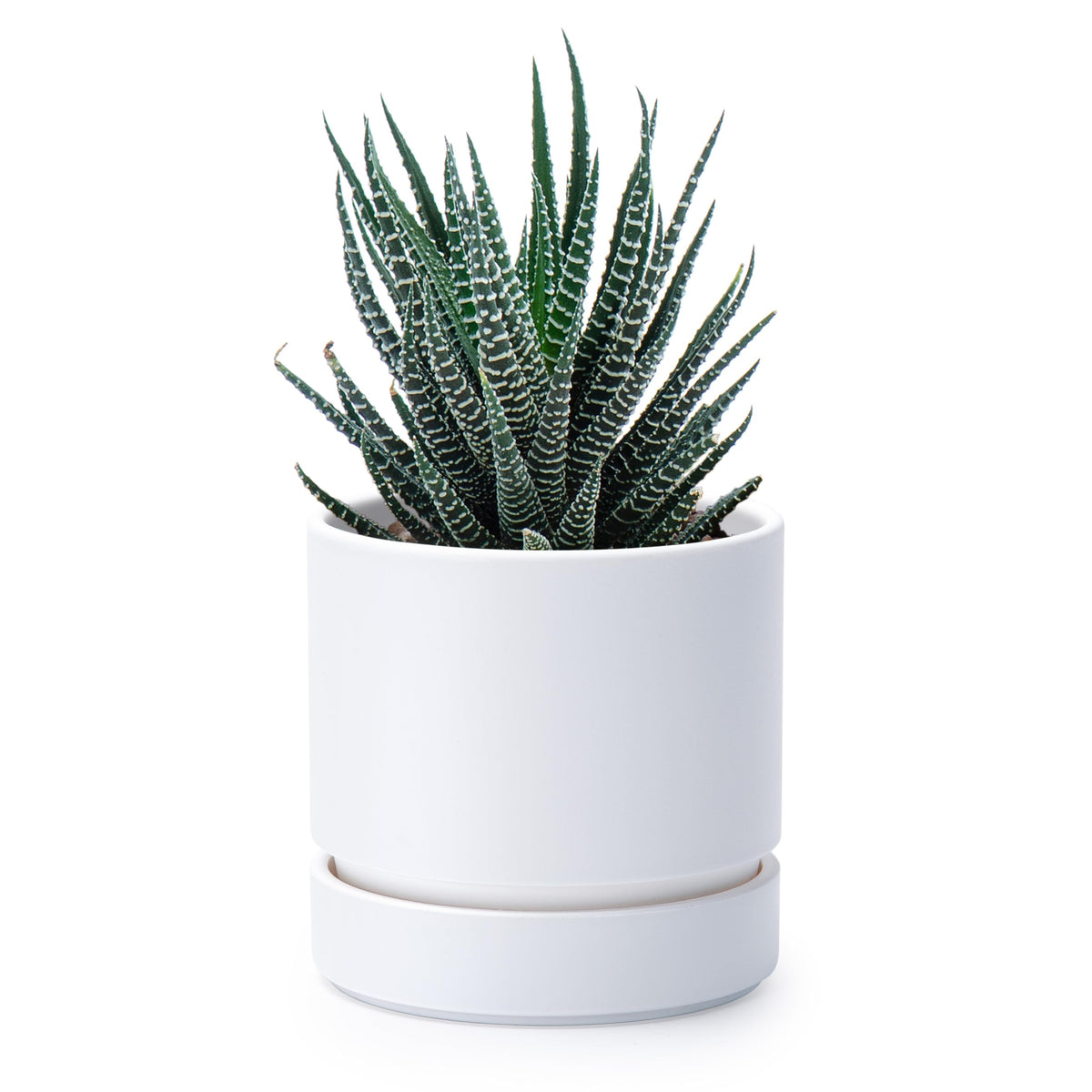 Phoenix Vine 4-inch planter with drainage hole and saucer for regulated watering