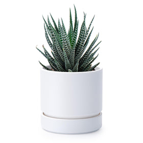 Phoenix Vine 4-inch planter with drainage hole and saucer for regulated watering