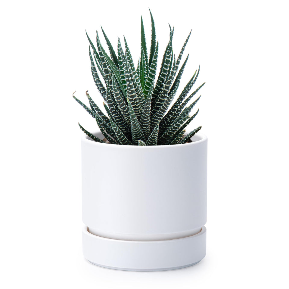 Phoenix Vine 4-inch planter with drainage hole and saucer for regulated watering