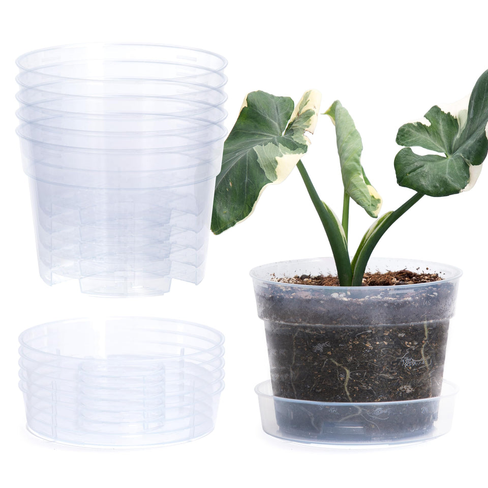 Phoenix Vine 6-inch clear pot with drainage holes supports healthy root growth.