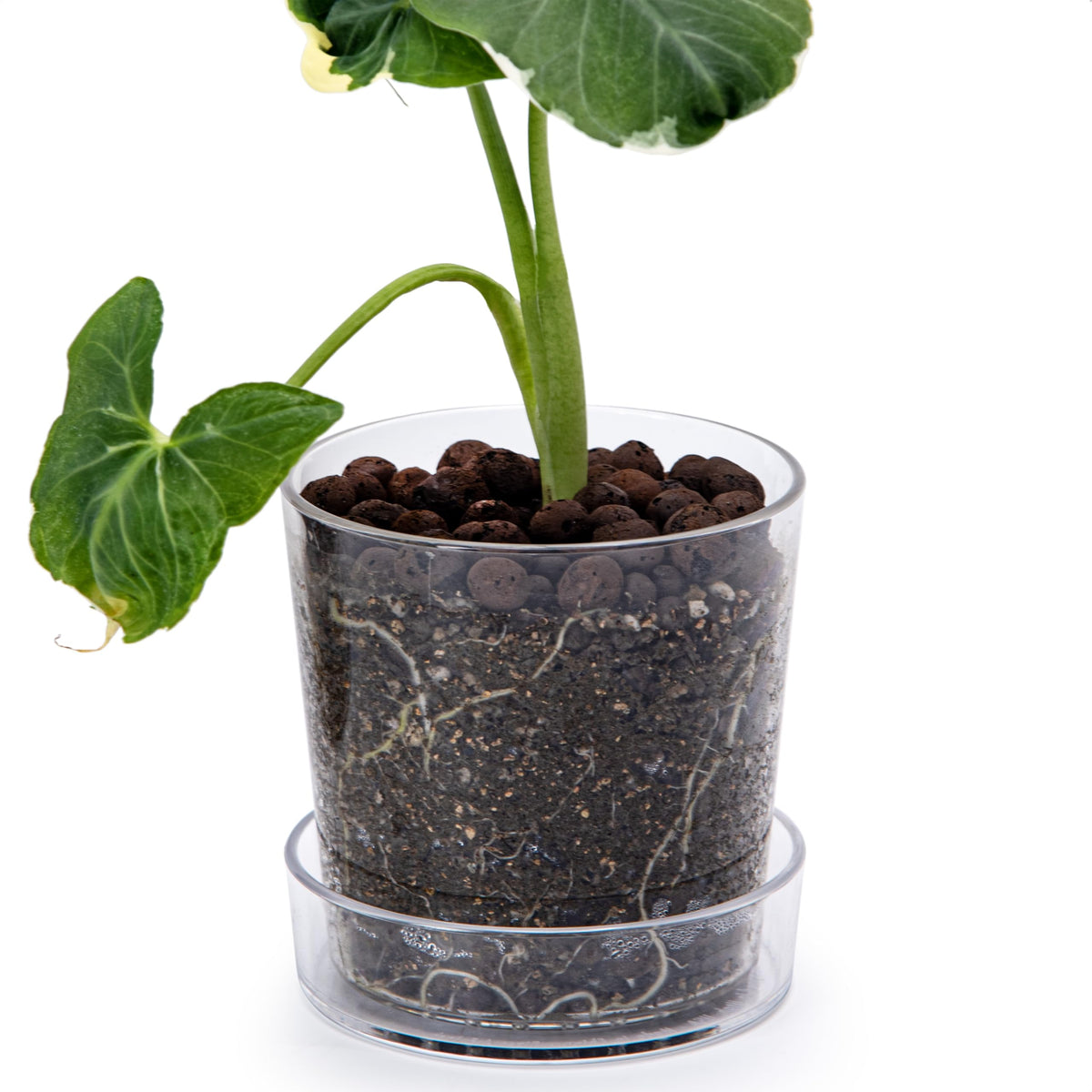 Phoenix Vine clear acrylic planter with tray shows transparent body for root view.