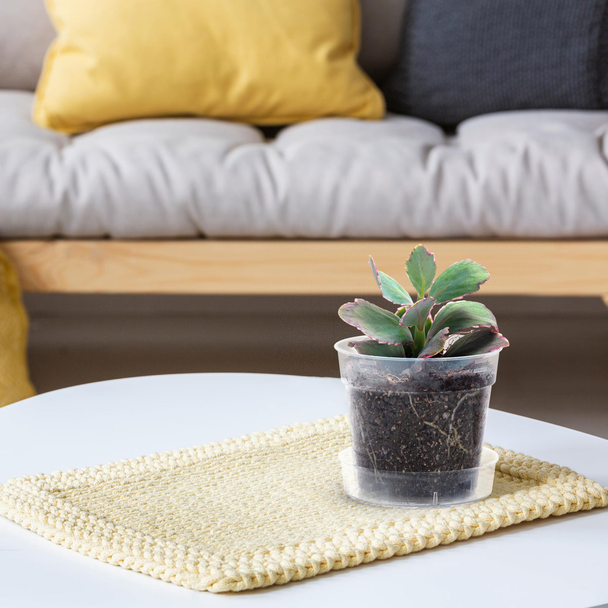 Phoenix Vine durable plant pot assembly for indoor gardening setups.
