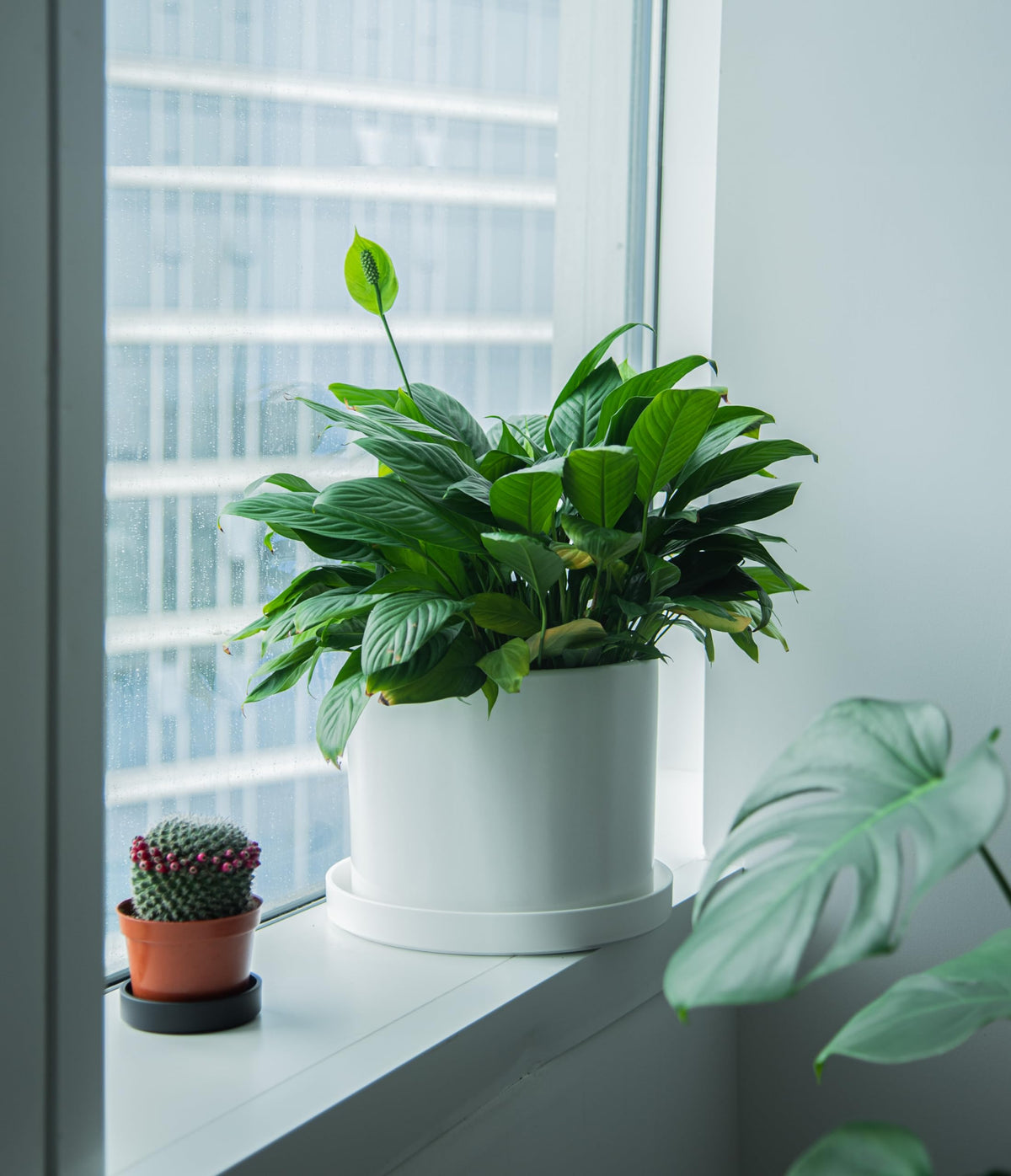 Easy-clean Phoenix Vine plant saucer maintains long-term use