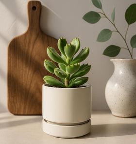 Phoenix Vine Gift-Ready Planter Packaging ideal for gifting.