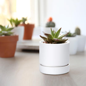 Phoenix Vine gift-worthy planter for homes, offices, and indoor gardens