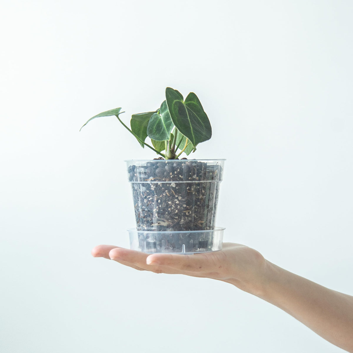 Phoenix Vine interlocking detachable tray for neat handling and clean surfaces.