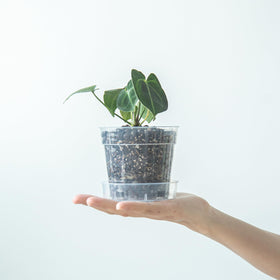 Phoenix Vine interlocking detachable tray for neat handling and clean surfaces.
