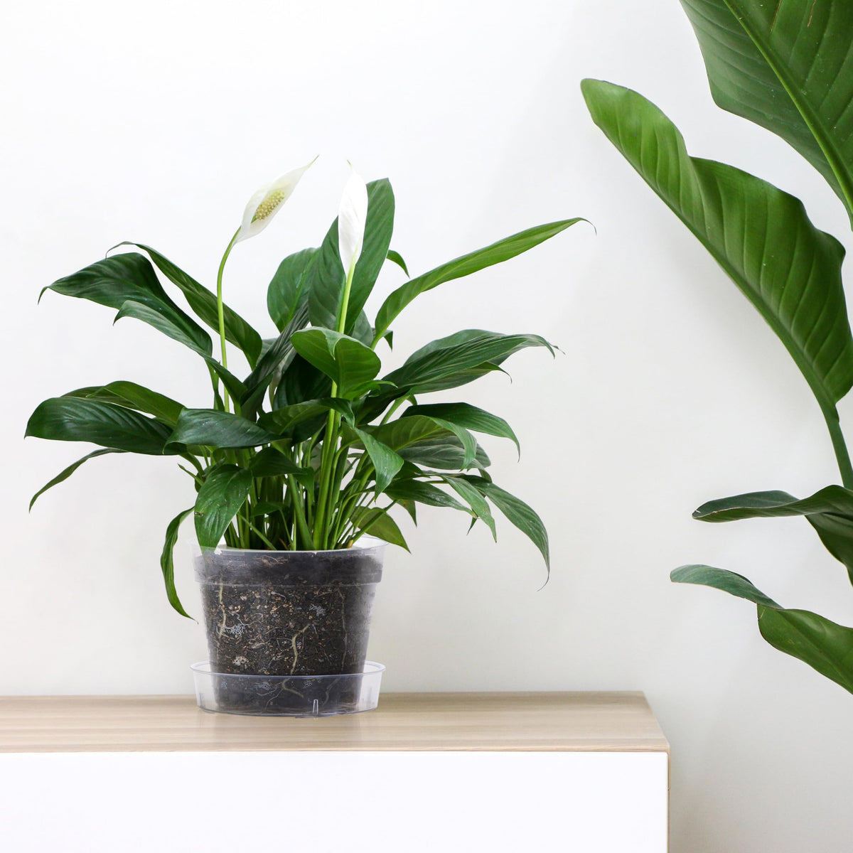 Phoenix Vine interlocking detachable tray helps keep plants organized and clean.