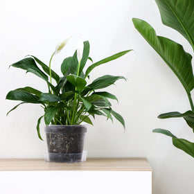 Phoenix Vine interlocking detachable tray helps keep plants organized and clean.